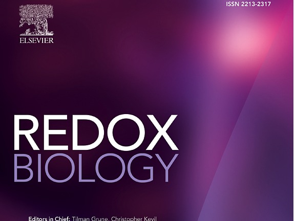 科研成果|我院朱心红教授课题组在国际顶级期刊《Redox Biology》发表文章
